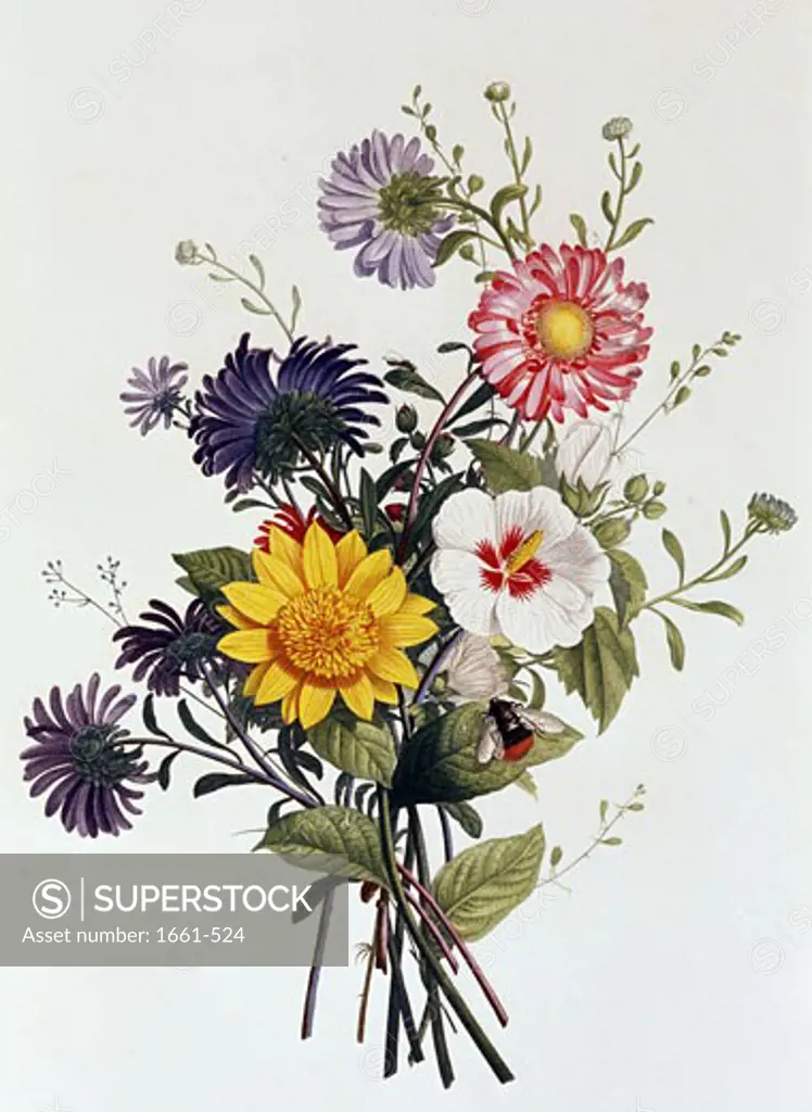 A Still Life of Asters and Hibiscus ca.1850 Artist Unknown (b.)