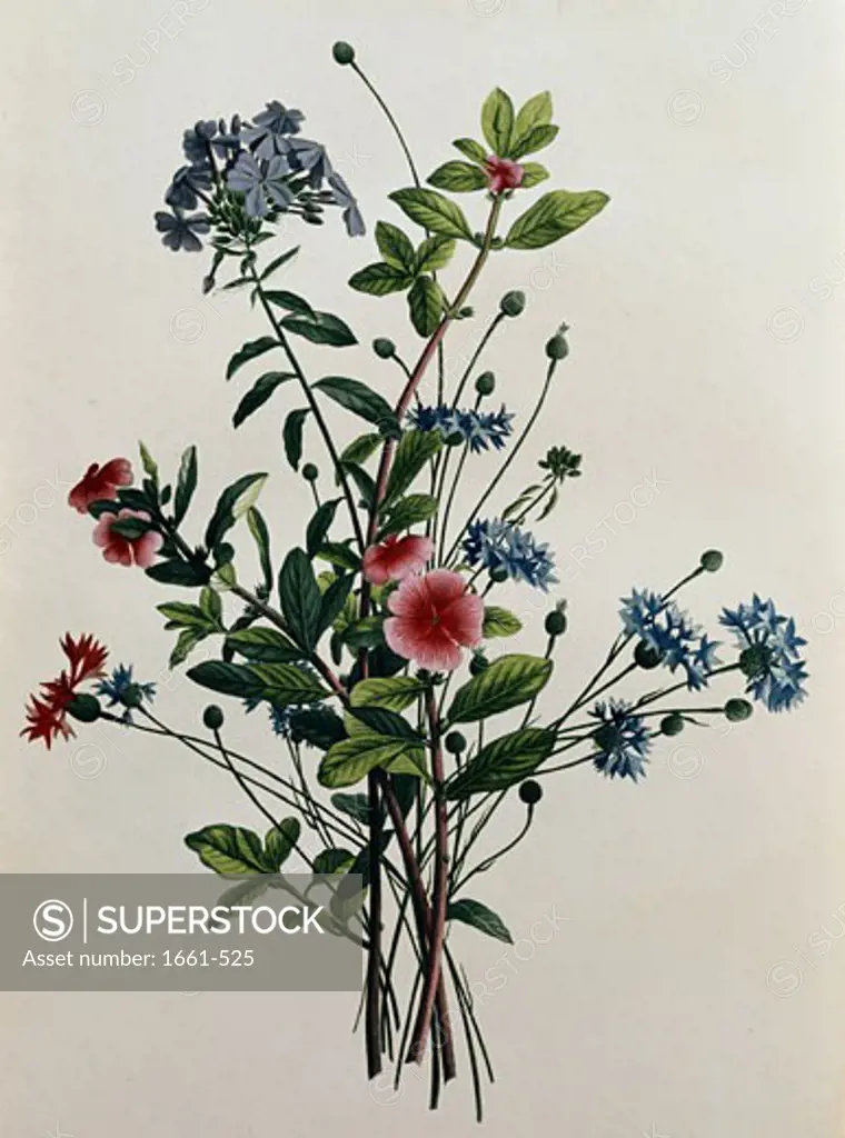 A Botanical Study with Plumbago Jean Louis Prevost (ca.1760-af.1810 French)