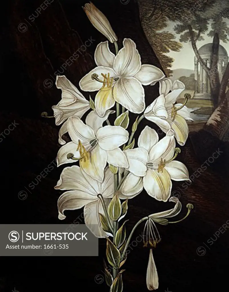 The White Water Lily ca.1800 Robert John Thornton (ca.1768-1837 British)