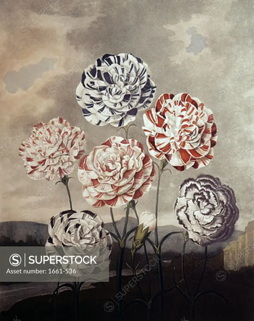 A Group of Carnations ca.1800 Robert John Thornton (ca.1768-1837 British)