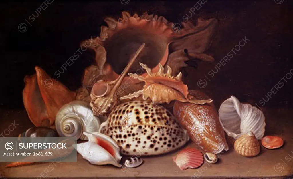 A Still Life of Seashells Antoine Berjon (1754-1843 French)