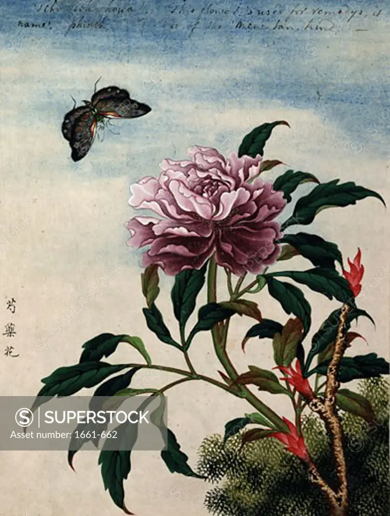 Flowers 18th C. Artist Unknown (Chinese) Watercolor