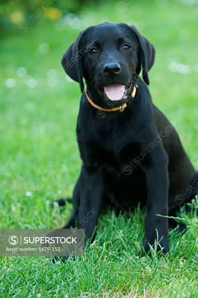 Black Labrador Retriever sitting on grass