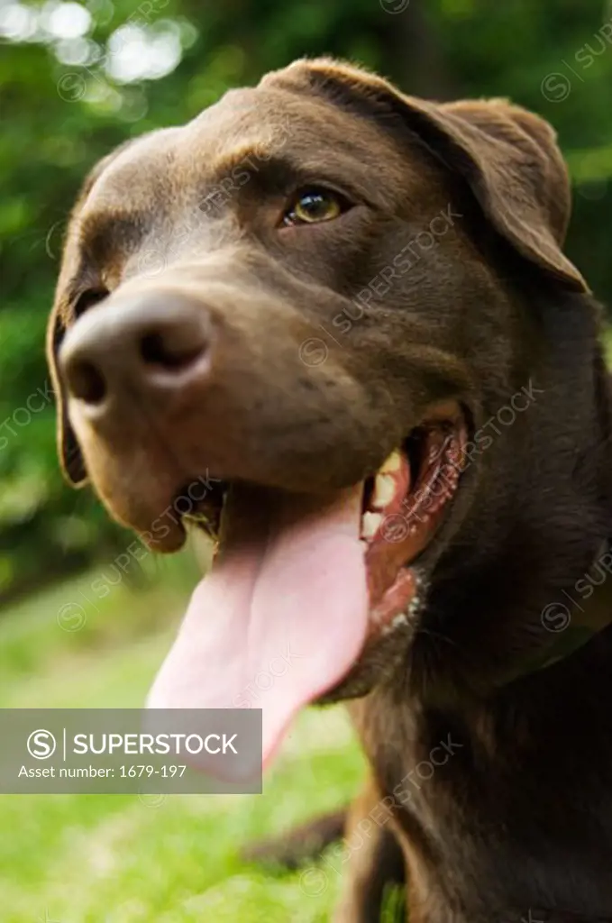 Close-up of a Chocolate Labrador Retriever panting