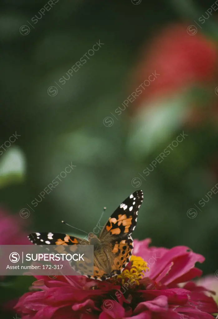 Painted Lady butterfly (Vanessa cardui) pollinating a flower