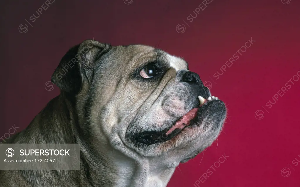 Close-up of an English bulldog