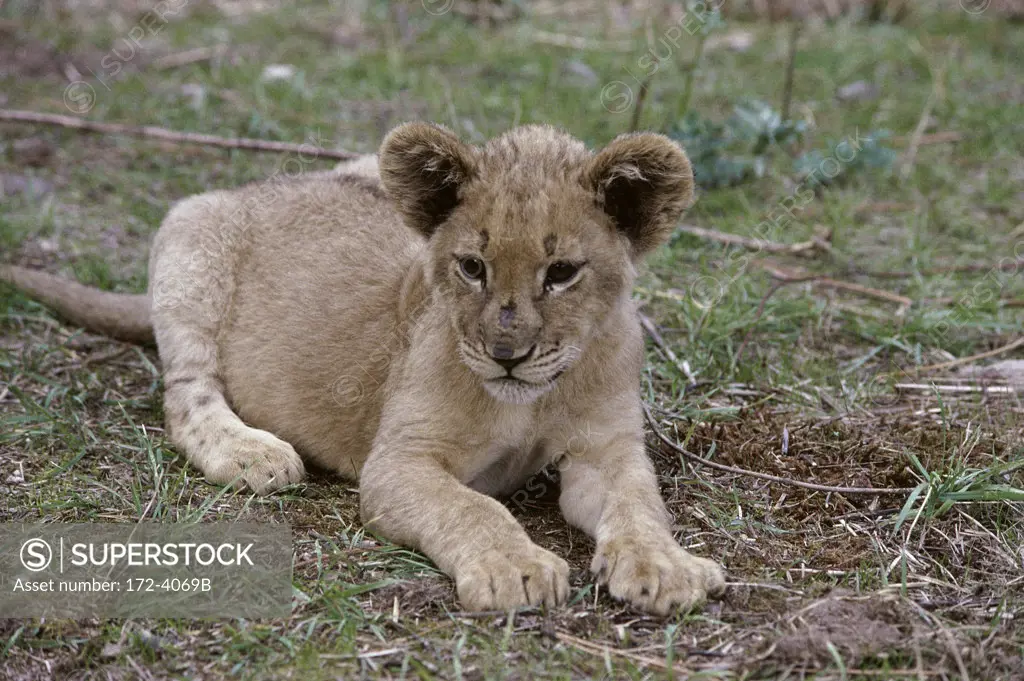 African Black Mane Lion Cub