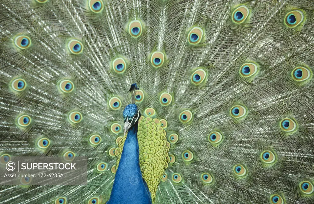 Peacock displaying plumage