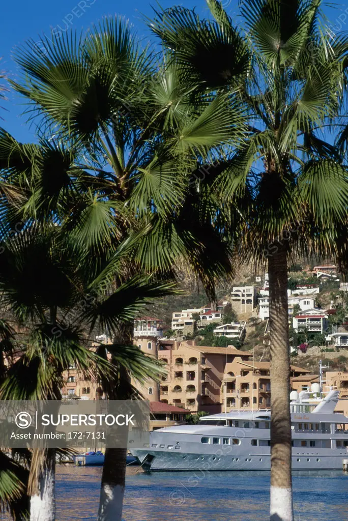 Palm trees on the beach, Cabo San Lucas, Baja California Sur, Mexico