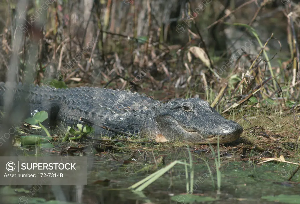 American alligator (Alligator mississipiensis) at the lakeside