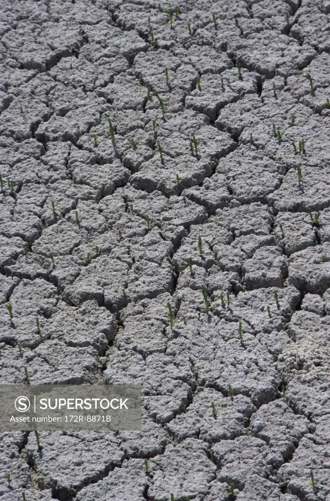 Close-up of plants sprouting on cracked mud, Yucatan, Mexico