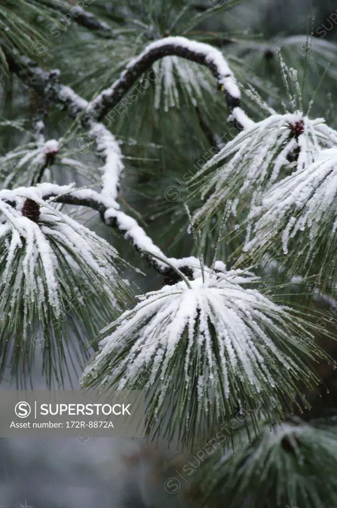 Snow on Ponderosa Pine, Idaho, USA