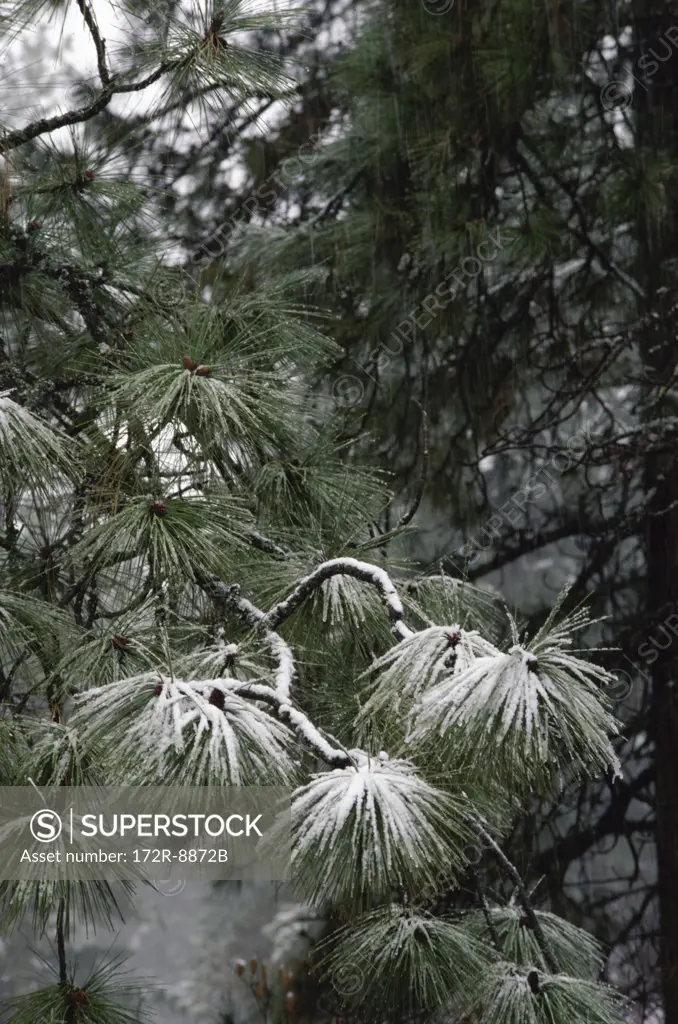 Snow on Ponderosa Pines, Idaho, USA