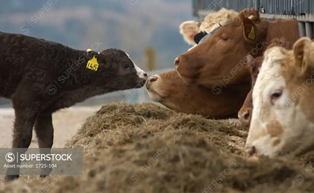 Cow nuzzling with its calf