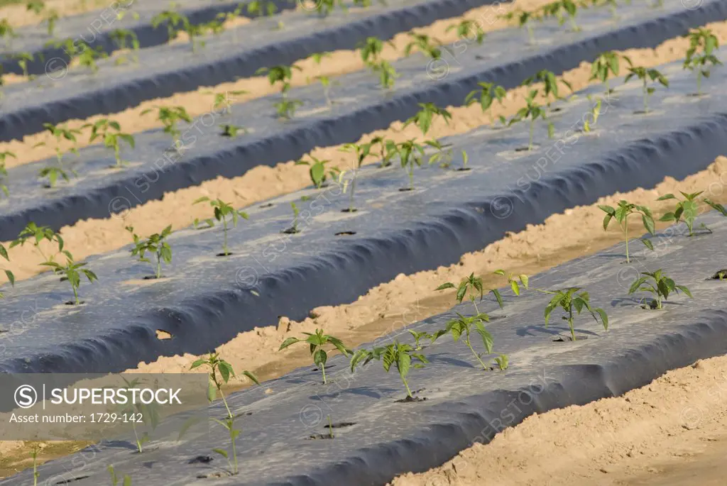 Rows of plants growing through plastic in a farm