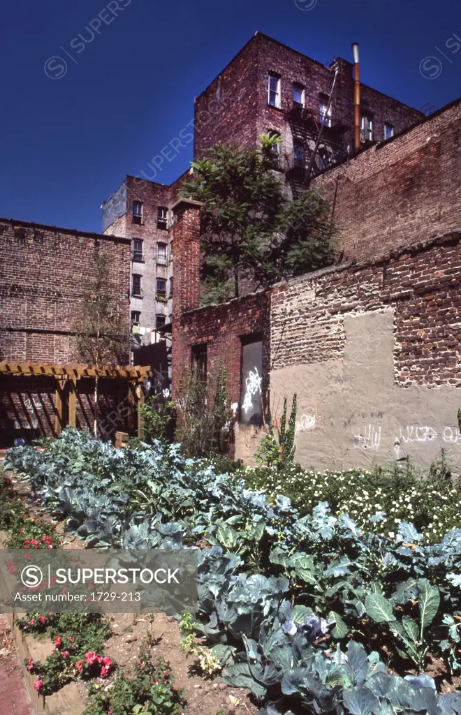 Garden in a slum area, New York City, New York State, USA