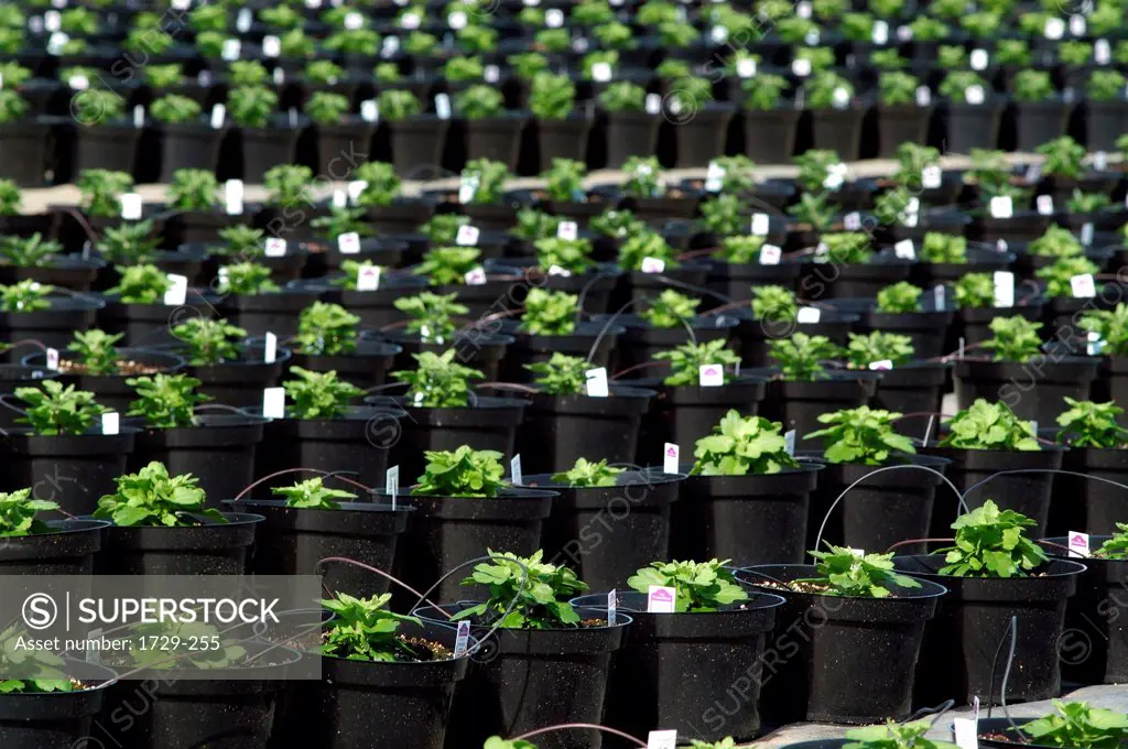 Potted plants in a commercial greenhouse receiving nutrients via feeding tubes, Long Island, New York State, USA