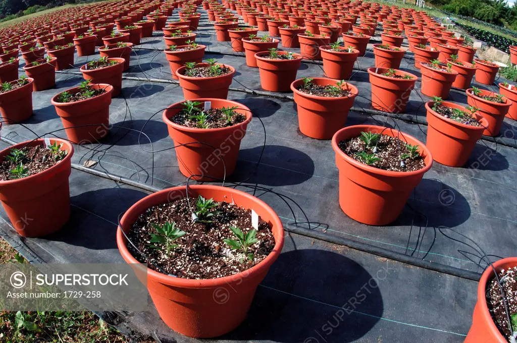 Potted plants in a commercial greenhouse receiving nutrients via feeding tubes, Long Island, New York State, USA