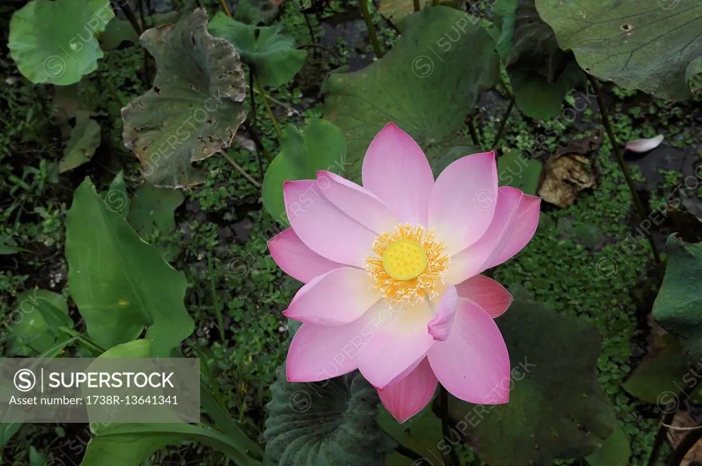 Indonesia, Bali, Flora, Lotus flowers
