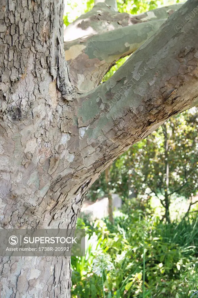 Close_up of tree trunk
