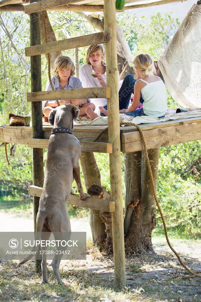 Children playing in tree house and a dog leaning on ladder