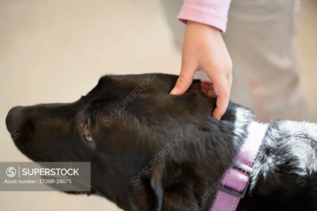 Close-up of a child's hand stroking a dog