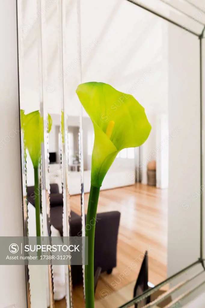 Close-up of a Cala lily in a living room