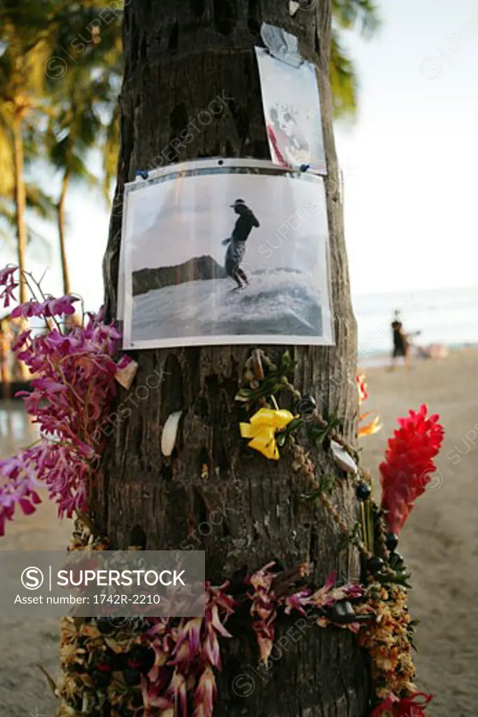 Oath to surfers with photographs and flowers on trunk