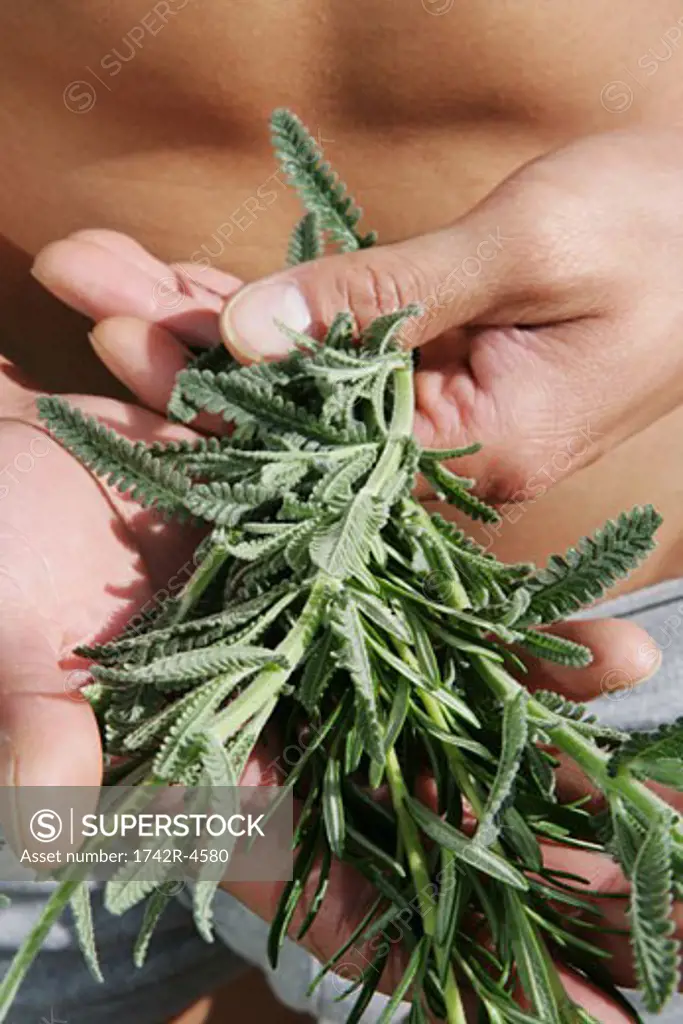 Close-up of a man's hand holding herbs