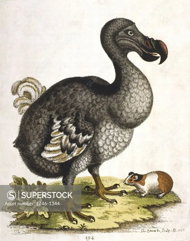 Dodo - Didus ineptus, extinct bird from Madagascar. From G. Edwards 'A Natural History of Uncommon Birds .......', London, 1750