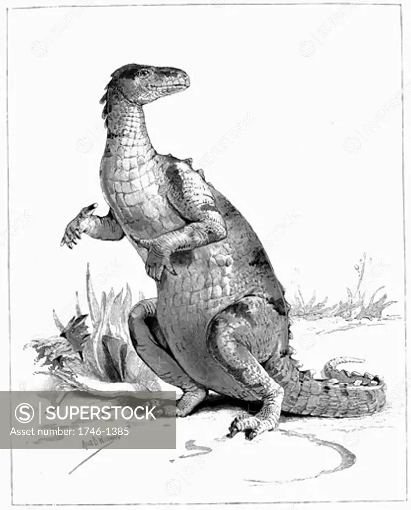 Reconstruction of Iguanadon, large herbivorous dinosaur, sketched from model on show at the Natural History Museum, London, From The Illustrated London News (London 1895), Engraving