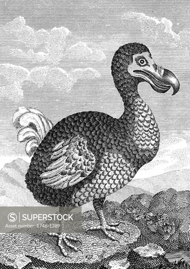 Dodo - Raphus cucullatus, formerly Didus ineptus, extinct flightless bird from Madagascar, Late 18th century engraving.