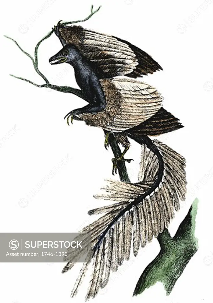 Archaeopteryx - The First Bird. Artist's reconstruction of archaeopteryx which made its appearance about 170 million years ago, based on fossil records. Print published 1886. Hand-coloured engraving