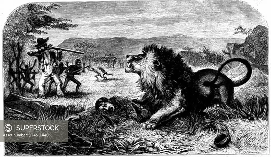 David Livingstone (1813-1873) saved from a lion by Mebalwe, a native school master, From Missionary Travels and Researches in South Africa David Livingstone (London 1857), Engraving,