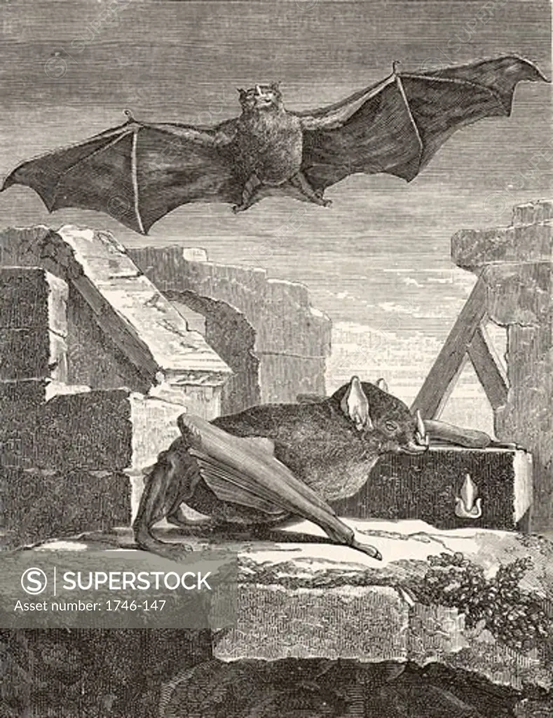 The Great Vampire Bat from Guyana, From Histoire Naturelle by George-Louis Leclerc, Comte de Buffon (Paris, 1749-1767), Engraving