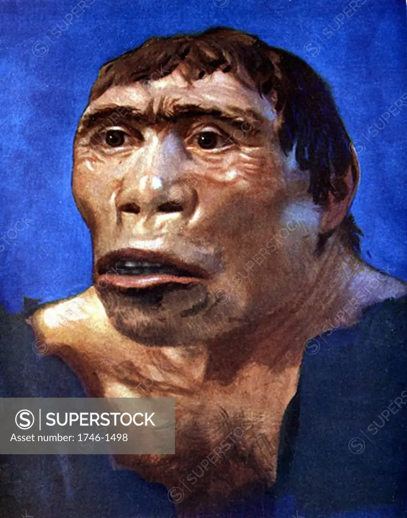 Reconstruction of Java Man (Pithecanthropus erectus) based on skull cap, thigh bone and 2 back teeth discovered in Pliocene fossil beds in Trinil, Central Java, by Dr Eugene Dubois in 1894