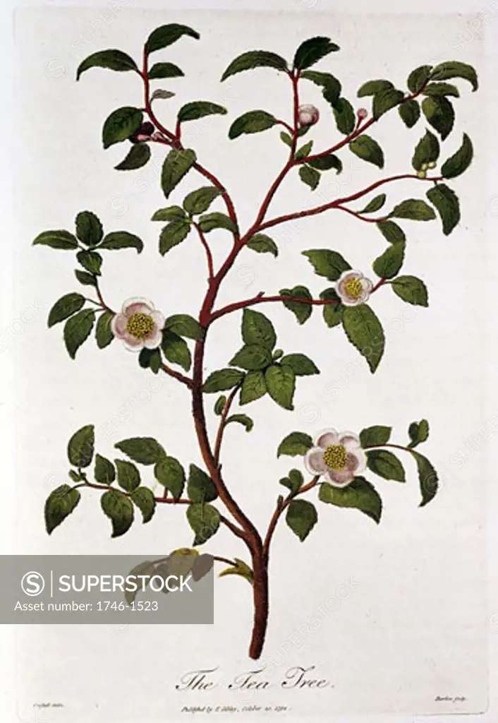 Tea: Branch of Camellia sinensis. Hand-coloured engraving, London, 1798.