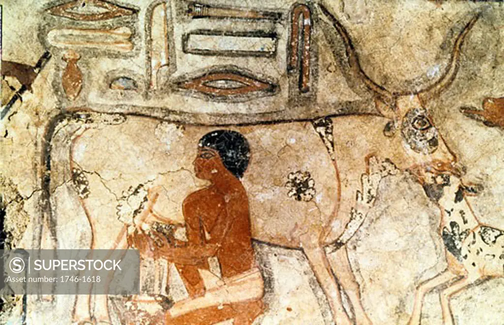 Milking a cow. Mastaba (tomb) of Methethi, c2371-2350 BC, Old Kingdom: Sakkara (Saqqara)
