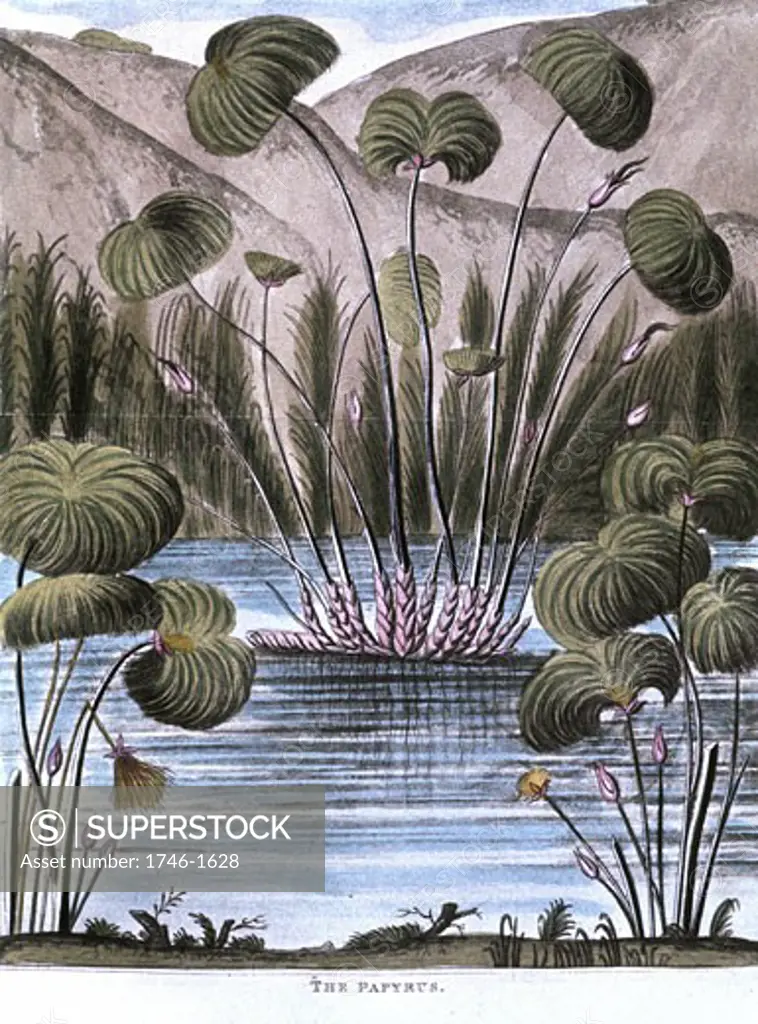 Papyrus reed (Cyperus papyrus): Stem of the reed used to make a form of paper. Also used to produce fibre for sails, mats, cloth, etc, and roots used as fuel. Pith used as food.Aquatint 1823