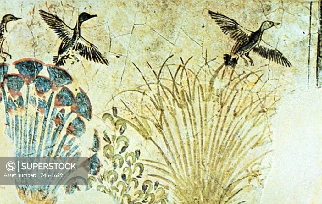 Wall painting from tomb of Akhnaton (Akenaton or Akhenaten) c1375 BC showing waterfowl flying up out of reeds. On left is stand of Papyrus which was used to produce writing material. Cairo Museum, Egypt