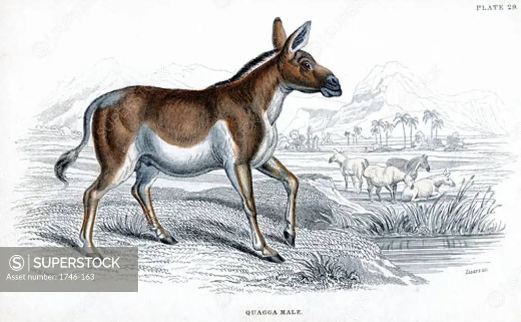 Quagga (Equus quagga): Extinct South African mammal of the horse family, Hand-coloured engraving, Published London c1830 , After drawing by Lt.Col. Charles Hamilton Smith
