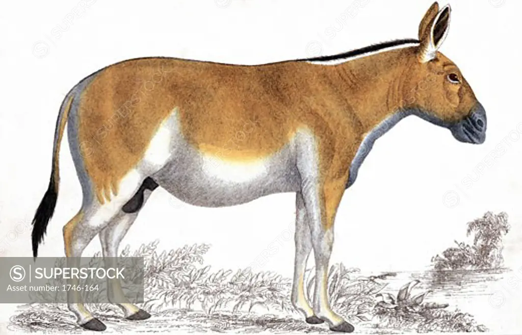 Quagga (Equus quagga): Extinct South African mammal of the horse family, Late 19th Century, Chromolithograph