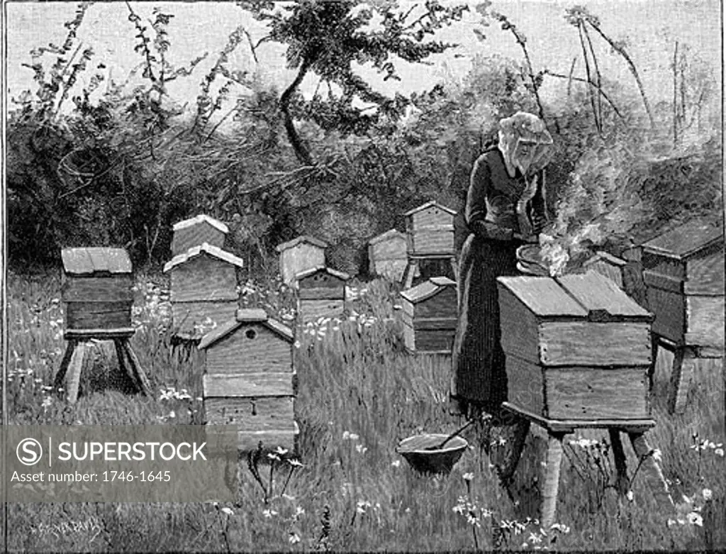 Apiary of wooden hives, Lismore, Ireland.  Woman in protective veil using bellows to puff smoke into hive to render bees less aggressive before opening the hive. Engraving from The English Illustrated Magazine, London, 1890