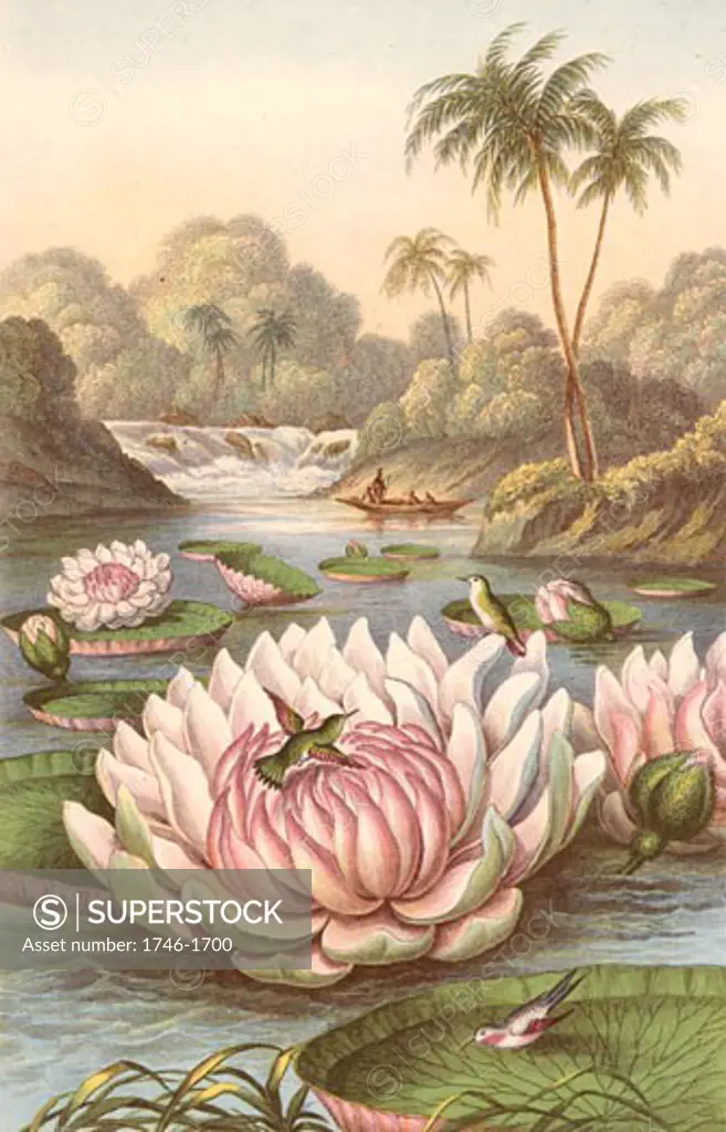 Victoria Regia, the giant South American waterlily discovered by Robert Hermann Schomburgk (1804-1865), British traveller and explorer, during an expedition in British Guiana, with Humming Birds. Coloured engraving, London, 1874.