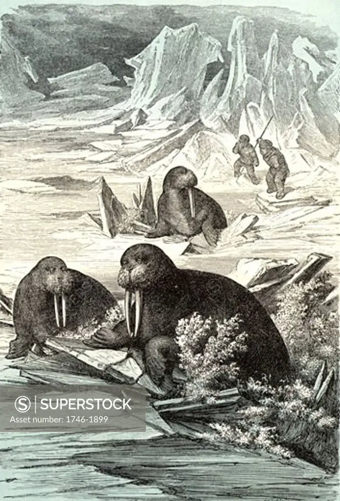 Hunting Walrus. Walrus (Odobenus rosmarus), large semi-aquatic mammal native to Arctic regions was hunted for its flesh, hide and its ivory tusks.  Chromoxylograph from "The Polar World" by G Hartwig (London, 1874)
