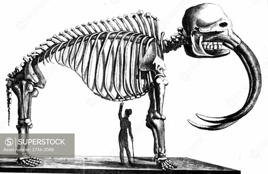 Skeleton of Mammoth discovered in 1817 by Dr Mitchell of New York at Goschen, Orange County and later assembled in the Philadelphia Museum. From Simeon Shaw Nature Displayed, London, 1823. Lithograph