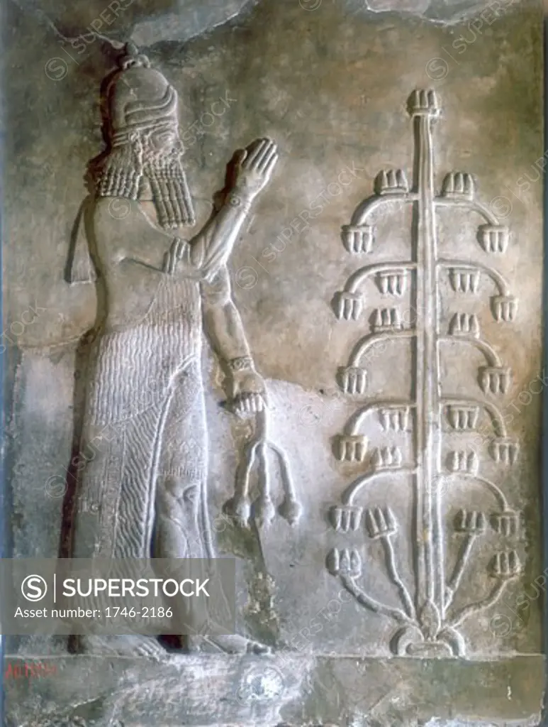 Sargon I, king of Mesopotamia who reigned c2334-c2279 BC. Founder of the Akkadian Semitic dynasty. Sargon standing before a tree of life. Stone relief. Louvre, Paris.