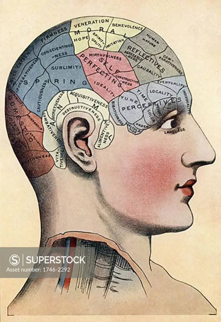 Phrenology chart, showing presumed areas of activity of the brain. Illustration c1920