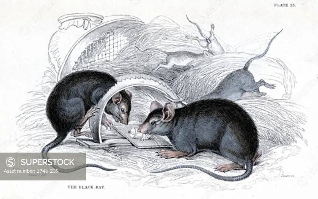 Black Rat (Rattus rattus), From Sir William Jardine's Naturalist's Library, 1838, William Home Lizars, (1788-1859/Scottish), Hand-colored Engraving