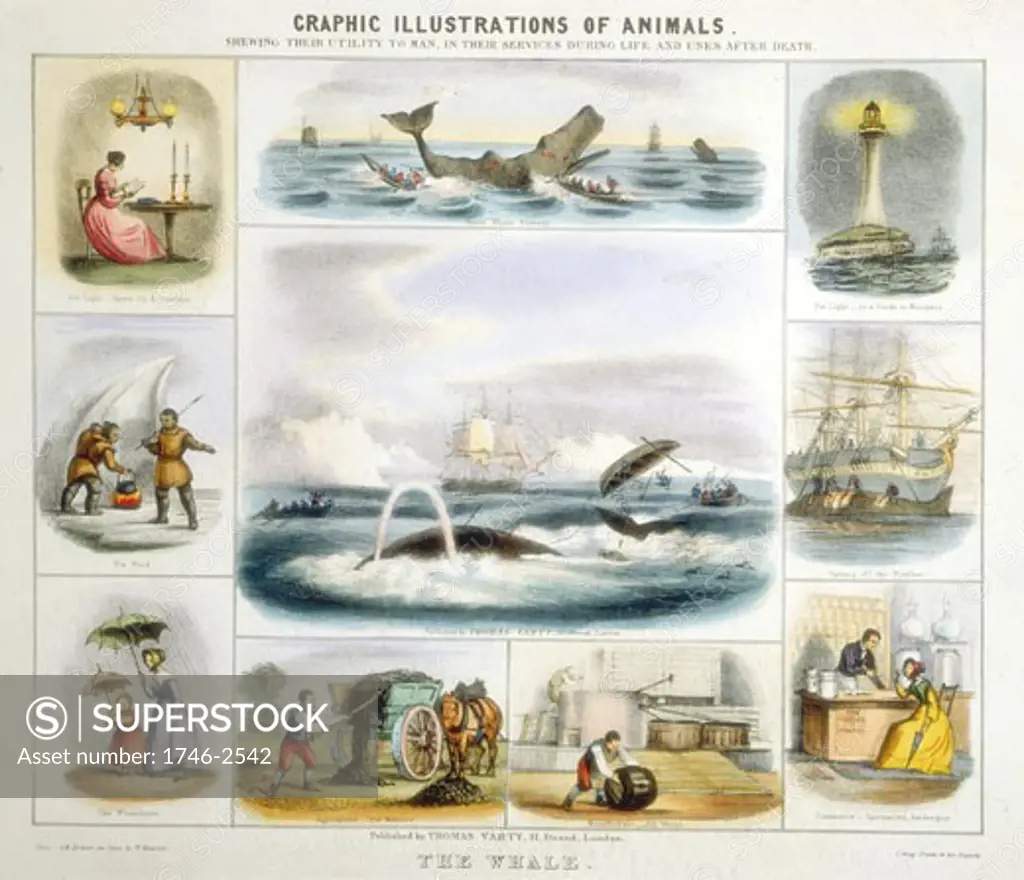 THE WHALE: Light, perfume, oil, manure, whalebone, food, candles. Hand-coloured lithograph, Thomas Varty, published London c.1850. From Graphic Illustrations of Animals and Their Utility to Man